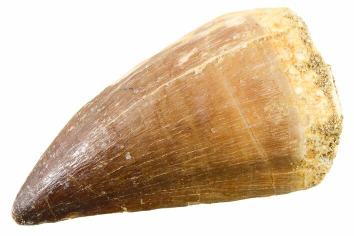 Fossil Mosasaur (Thalassotitan) Tooth - Morocco #341516